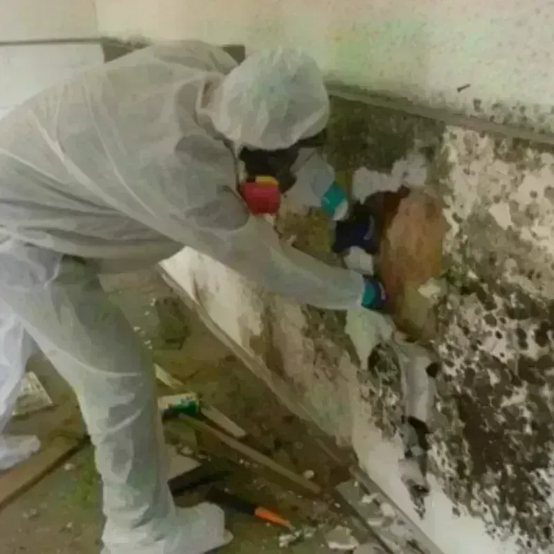 Mold Remediation and Removal in Panguitch, UT